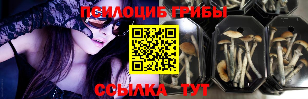 Псилоцибиновые грибы ЛСД  Галлюциногенные грибы Cubensis  Белореченск  Вход с VPN 